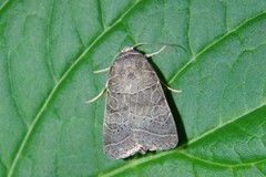 Orthodes majuscula