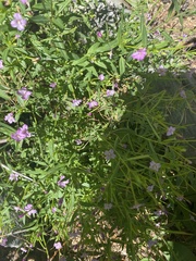 Epilobium ciliatum