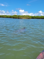 Trichechus manatus