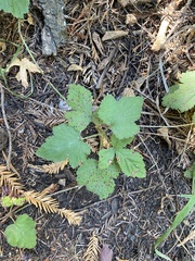 Rubus ursinus