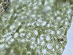 Hydrodictyon reticulatum