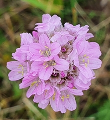 Armeria maritima