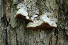 Rigidoporus populinus