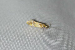 Epicallima argenticinctella