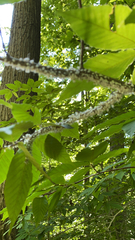 Grylloprociphilus imbricator