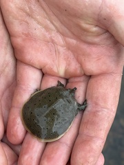 Apalone spinifera spinifera