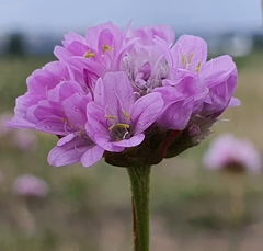 Armeria maritima