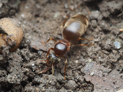 Lasius emarginatus