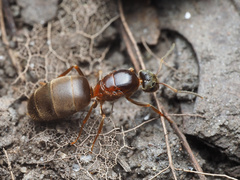 Lasius emarginatus