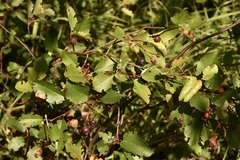 Amelanchier alnifolia