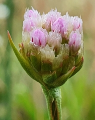 Armeria maritima