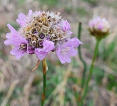 Armeria maritima