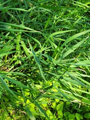 Phalaris arundinacea