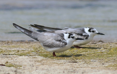 Chlidonias leucopterus