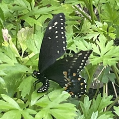 Papilio polyxenes