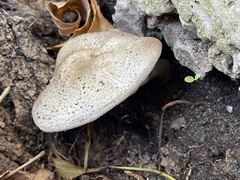 Agaricus californicus