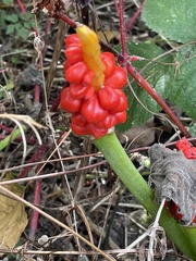 Arum italicum