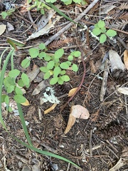 Symphoricarpos mollis