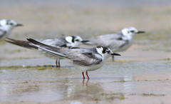 Chlidonias leucopterus