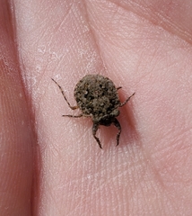 Gelastocoris oculatus