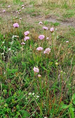 Armeria maritima