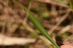 Solidago chrysopsis image