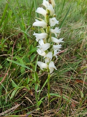 Spiranthes