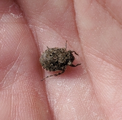 Gelastocoris oculatus