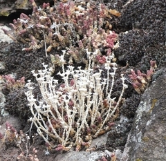 Sedum acre