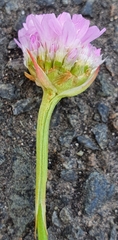 Armeria maritima