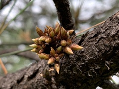 Pinus oocarpa