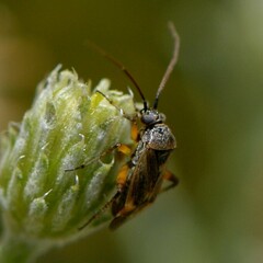 Polymerus