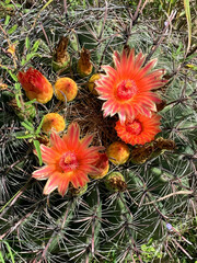 Ferocactus wislizeni