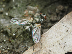 Rhinophoridae