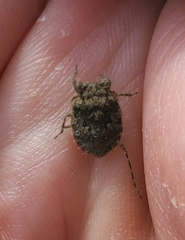 Gelastocoris oculatus