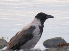 Corvus cornix