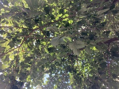 Ulmus davidiana