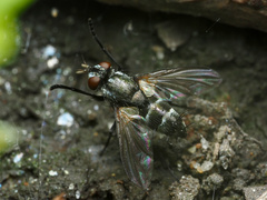 Rhinophoridae