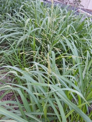 Sorghum halepense