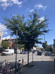Ulmus davidiana