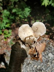 Fomitopsis betulina