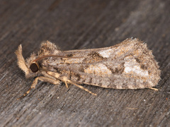 Acrolophus variabilis