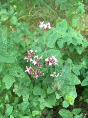 Origanum vulgare