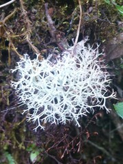 Evernia prunastri