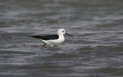 Himantopus himantopus