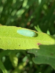 Gyponana octolineata