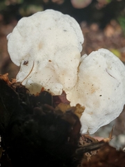 Fomitopsis betulina