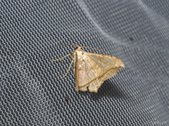 Semiothisa drepanata