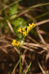 Solidago chrysopsis image