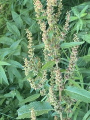 Rumex salicifolius